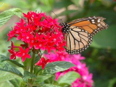 monarch butterfly